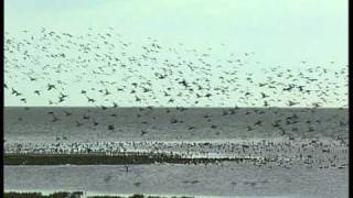 Waddenzee [upl. by Mohammad]