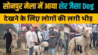 सोनपुर मेला में आया शेर जैसा ताकतवर Dog देखने के लिए लोगों की लगी भीड़। Sonpur Mela 2024 [upl. by Razec713]