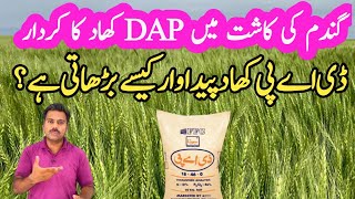 DAP fertilizer benefits in wheat crop  Impact of phosphorus on wheat crop yield  Abid Ali Agrarian [upl. by Henriques]