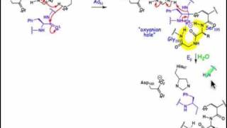 2106 Serine and Cysteine Proteases [upl. by Junieta263]