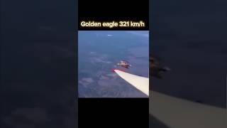 Golden esgle vs peregrine falcon trendinganimalviralfalconeagleyoutubeesh [upl. by Had]