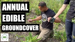 Edible Ground Cover that OUTCOMPETES Weeds [upl. by Chivers]