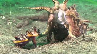 Mating Flamboyant Cuttlefish Lembeh Resort [upl. by Lusar400]