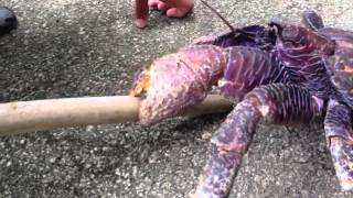 Coconut Crab Crushes Stick [upl. by Susie]