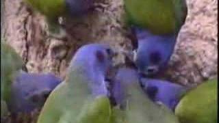 Blueheaded Parrot at clay lick in Manu Peru [upl. by Filmore787]