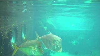 Florida Water Parks Shark Reef Disney Typhoon Lagoon [upl. by Selmore993]