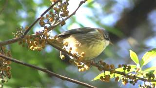 Whiskered Yuhina [upl. by Nerhe]