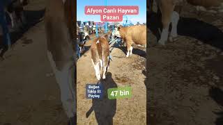 Afyon Canlı Hayvan Pazarı canlıhayvan damızlık cow dana düve simental bull inek animals [upl. by Dine33]