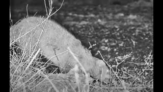 Hunting For Mice White Tail mongoose Has Luck [upl. by Ulick]