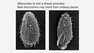 The Anatomy of a Scientific Discovery Telomeres and Telomerase  Past Present and Future [upl. by Semajwerdna328]