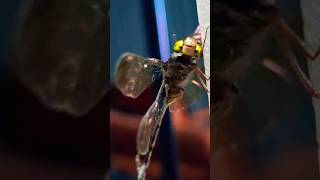 Fascinating HEAD Shaking Behaviour DRAGONFLYyoutubeshortsytshortsyoutubeshortvideoshortsshare [upl. by Nottnerb]