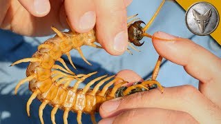 Centipede Bite Worse Than ALL Stings [upl. by Rhett]