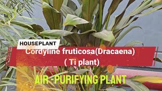 Cordyline fruticosa DracaenaTi plant Good luck plant [upl. by Eenitsed]