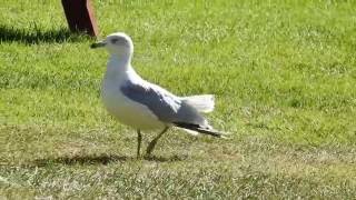 Juvenile ringbilled gull [upl. by Quinlan]