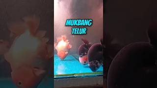 Mukbang Telur Temen 🫢 [upl. by Melise]