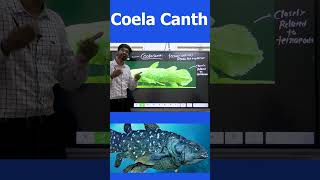 COELA CANTH termsinnews whyinnews coelacanth [upl. by Lisbeth]