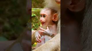 Monkey Families 5 shorts animals sovanna monkeytemple [upl. by Natsud]