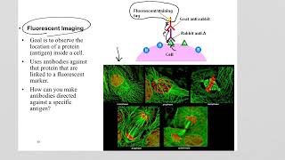 Antibody Technology ELISA Western Blot and Immunofluorescence [upl. by Eixam]