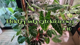 Efekty pasty cytokininowej 10 Istny horror đź¨đź«¨đź«Ł [upl. by Norvell]