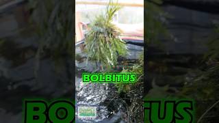 African Water Fern  BOLBITUS HEUDELOTII PART 2 [upl. by Yblehs190]