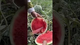 Watermelon viral watermelon [upl. by Rosa]