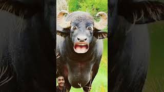 Funny buffalo barwa ka karela😂😂😂 buffalow funny buffallo comedy cow shorts [upl. by Aenahs]