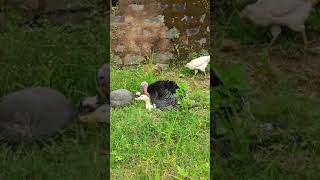 Bronze turkey mating with duck [upl. by Alvina]