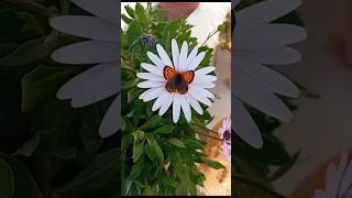 Dimorphotheca PlantAfrica Daisy Flower plants dimorphotheca flowers shorts nature africadaisy [upl. by Atiekal850]