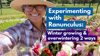 Experimenting with Ranunculus Winter growing amp overwintering 2 ways [upl. by Eixor113]