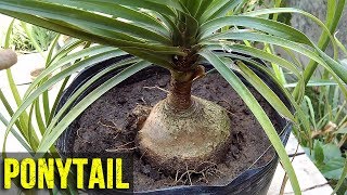 Ponytail Palm Plant Care amp Repotting  August 2017  UrduHindi [upl. by Dwinnell]