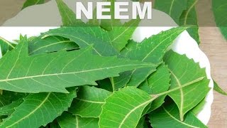 Estos son los 5 mejores beneficios del Neem o Lila India para la salud del cuerpo [upl. by Siesser]