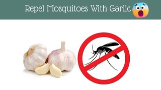 A simple and effective way to repel mosquitoes with garlic [upl. by Kellyann]