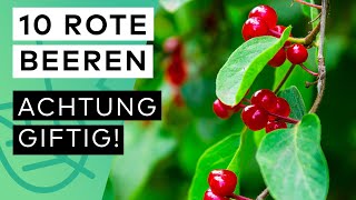 10 GIFTIGE rote BEEREN âŒ Achtung Finger weg âš ï¸ [upl. by Ilojna600]