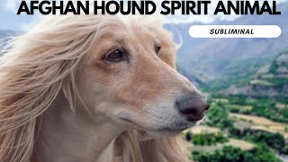 Afghan hound Spirit Animal Subliminal Spirit Animal Series [upl. by Isolda714]