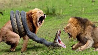 Lions vs Big Python Snake Real Fight [upl. by Ailec270]