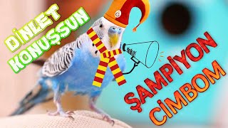 Şampiyon Cimbom Diyen Muhabbet Kuşu ÇiKO  1 Saat  Muhabbet Kuşu Sesinden Cimbom DinletKonuşsun [upl. by Hayidah56]