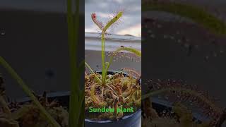 Sundew plant catching a fruit fly [upl. by Rochkind]