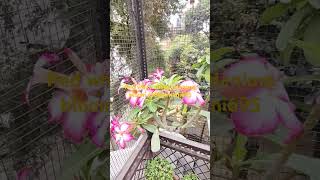 Red white shade adenium bloom  Baghwani real terrace garden Baghwani695 [upl. by Irual336]