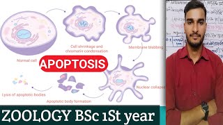 ZOOLOGY ll BSc 1st Year UNIT II APOPTOSIS [upl. by Leeland]