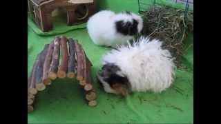 Baby Alpaca Guinea Pig amp Co [upl. by Watson]