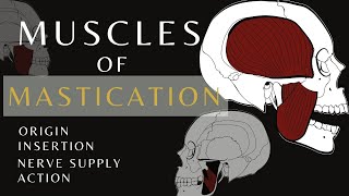 Muscles of Mastication  Gross Anatomy and Physiology Temporalis  shorts anatomyandphysiology [upl. by Cid]