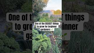 This will always have a spot in my garden kale gardeningtips homesteading beginnergardening [upl. by Neelyhtak]