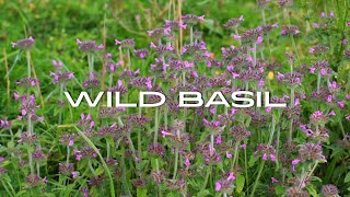 Wild Basil [upl. by Eerpud]