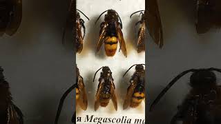 COLLECTION OF HORNETS WASPS BEES BUMBLEBEES Vespidae Scoliidae Apidae Megachilidae entomology [upl. by Lletnom298]