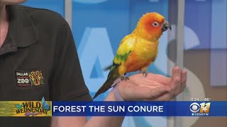 Wild Wednesday Sun Conure [upl. by Parris]