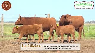 LA GLICINA  2 VACAS CCRIAS PP [upl. by Nailij]