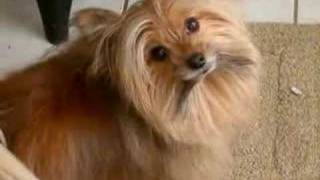 Gizmo  Blackbird cute Pomyorkie dog [upl. by Eugenides]