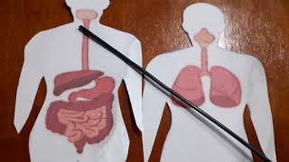 Ciclo de vida da Lombriga  ascaris lumbricoides [upl. by Satterfield]