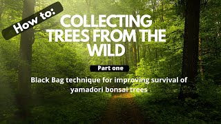 Collecting Bonsai Trees From The Wild Black Bag Technique [upl. by Noryak]