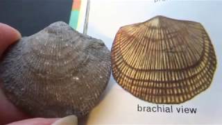 Michigan Horn Coral and Brachiopod Fossils [upl. by Ecyar450]